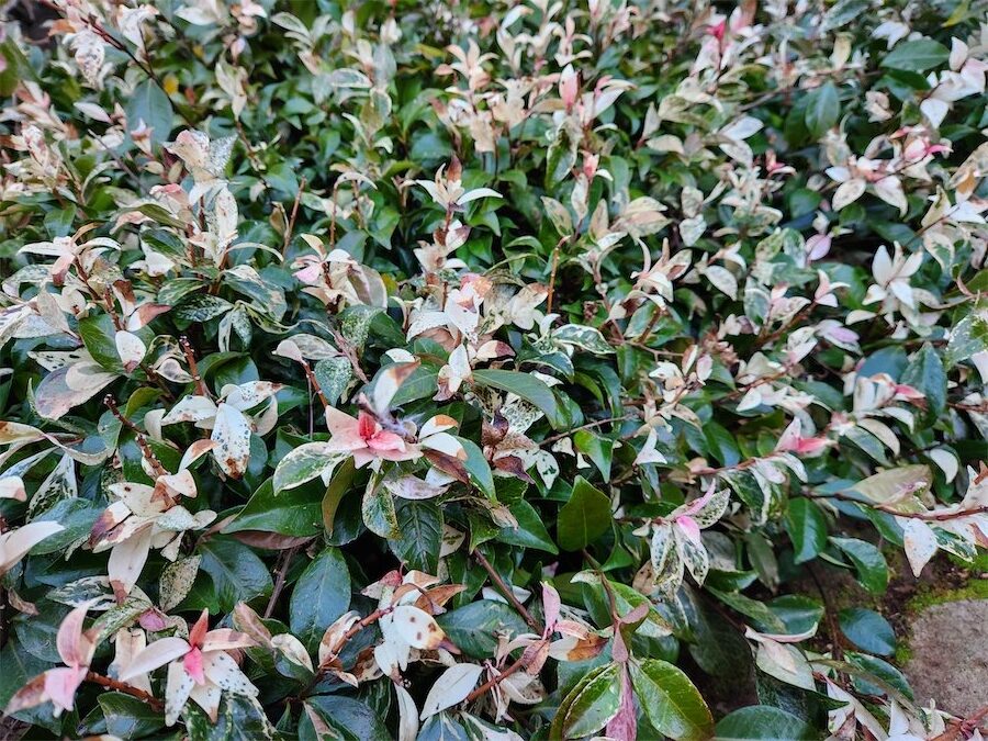 Popular star jasmine shines in gardens