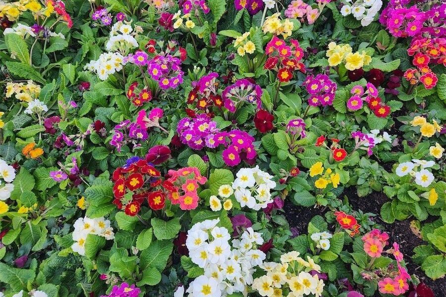 Hardy perennial with the promise of winter flowers