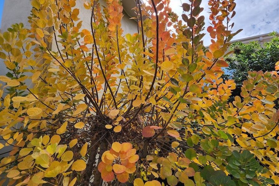 The leaves have fallen, now winter’s jobs can begin