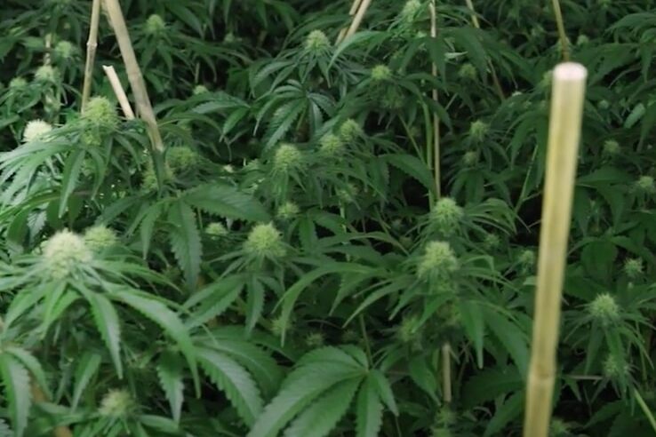 Police bust grow house at Bonner