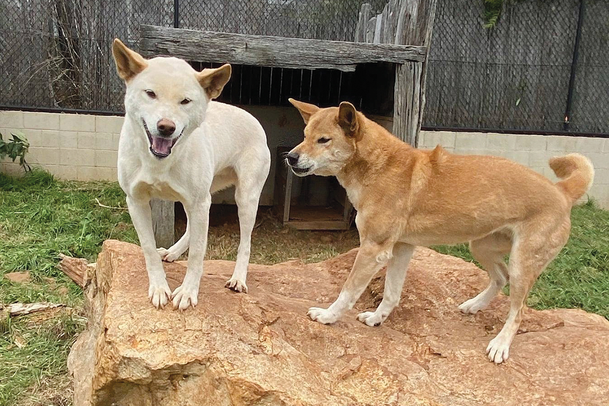 What a shame the government’s killing dingoes
