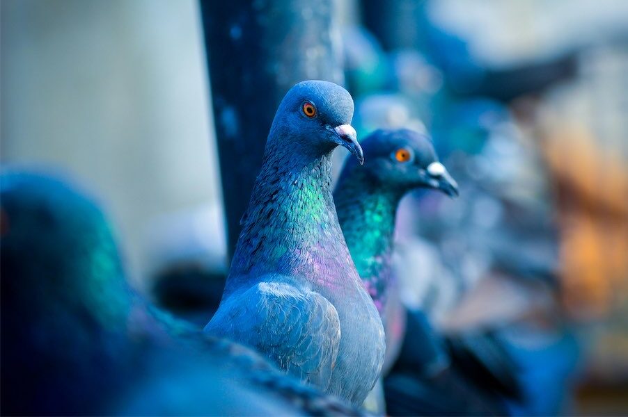 A nod’s as good as a wink… but not to a pigeon
