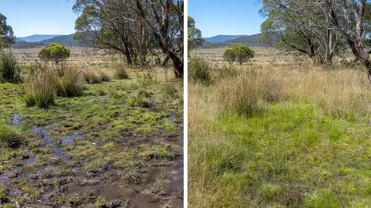 Kosciuszko ‘turning point’ as hard-hooved horses culled