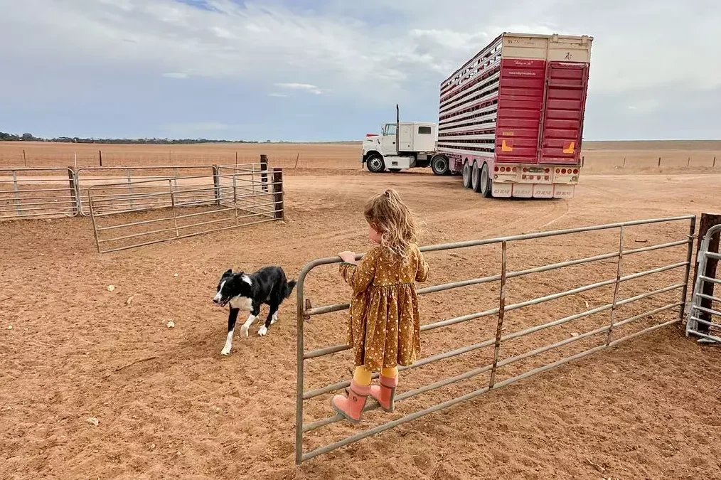 ‘This is really scary’: farmers battle historic drought