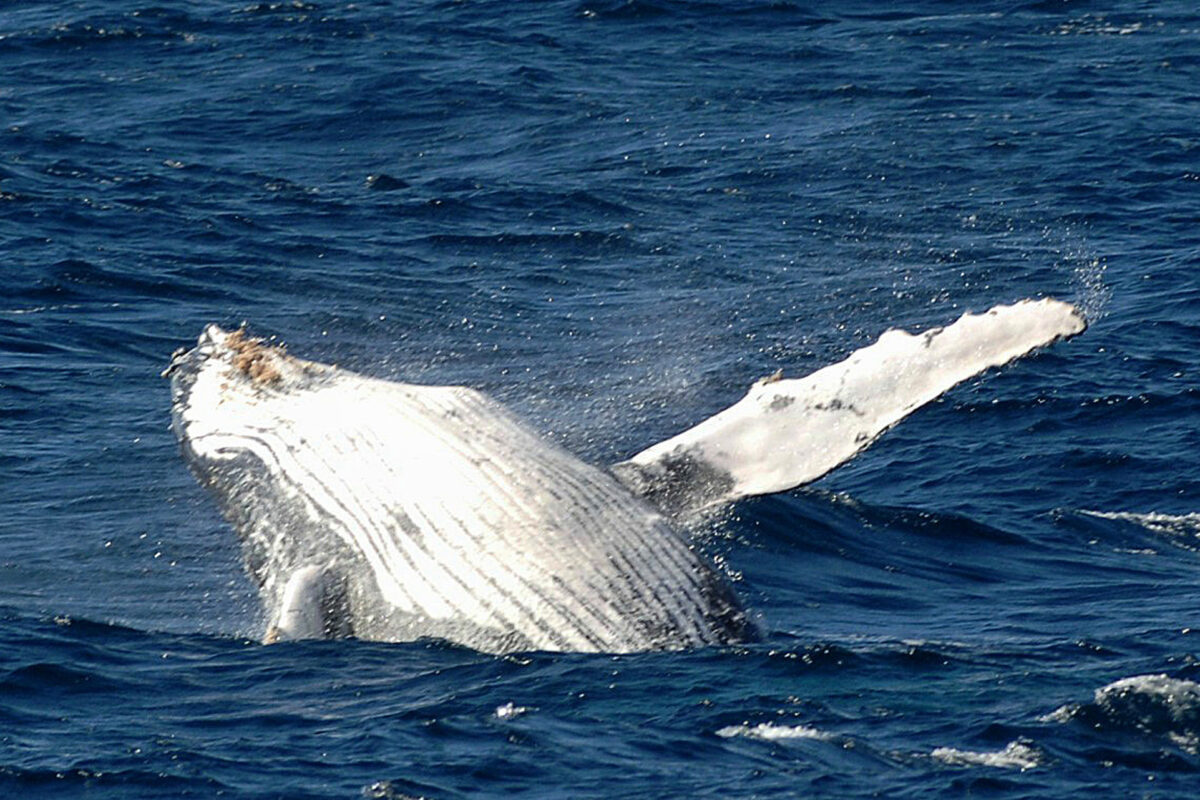 Maps reveal ‘obstacle course’ for migrating whales