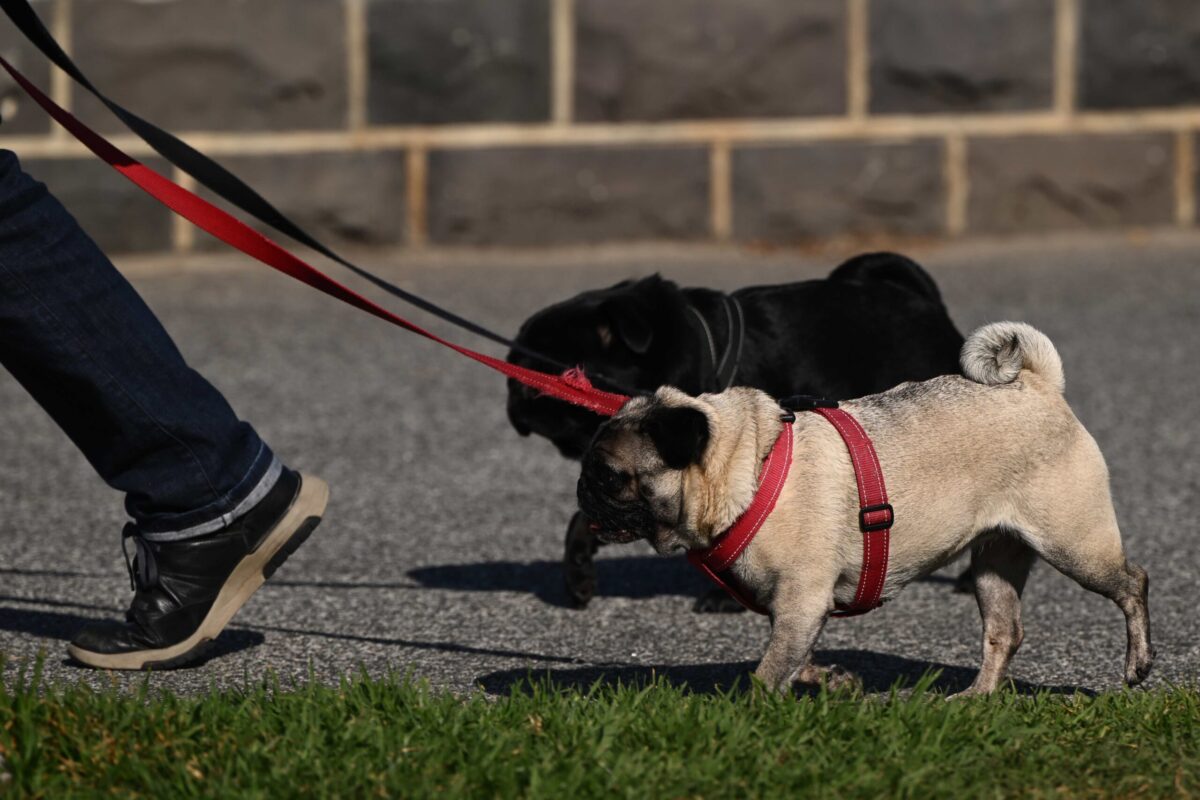 Family law reform to stop pets being weaponised