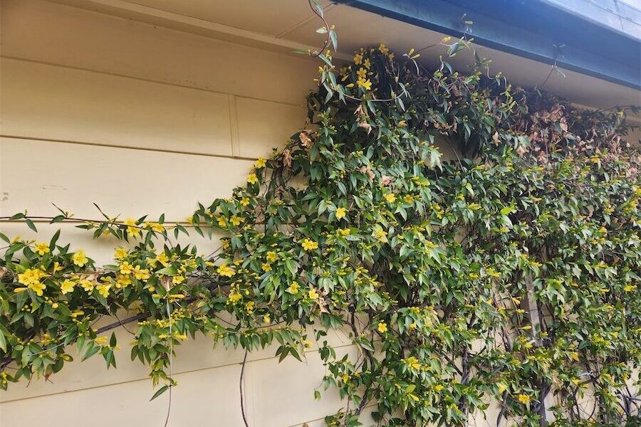 Evergreen climber with flowers until early spring