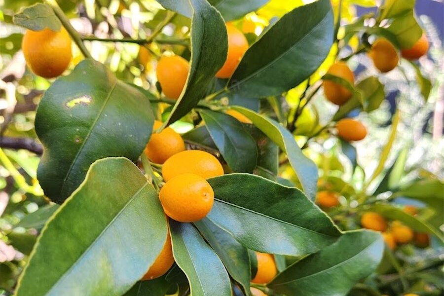 The sweet lemon that’s a local star