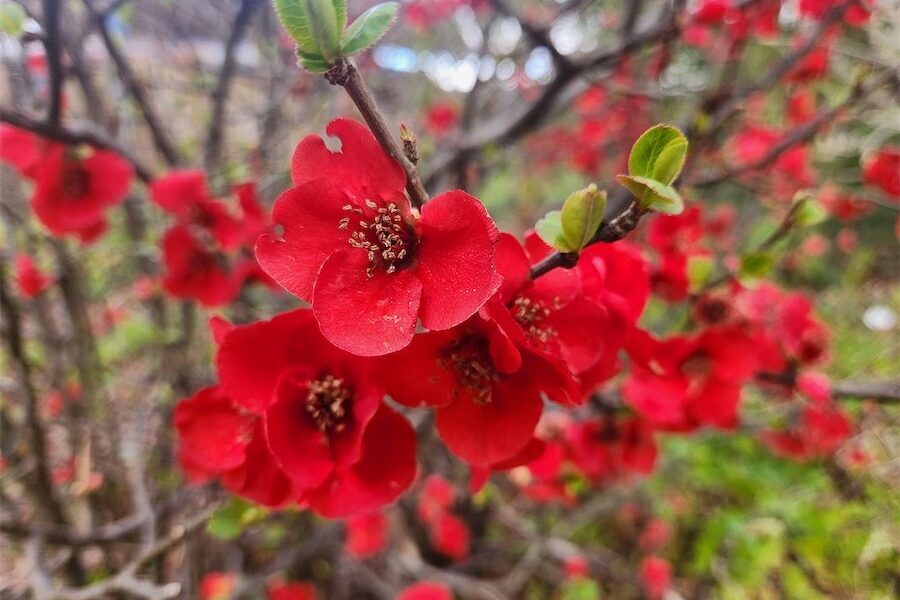 Flowering quince, a tough shrub that’s tough to grow
