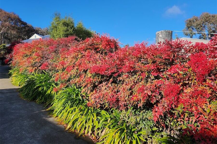 The more neglect, the better the foliage colour