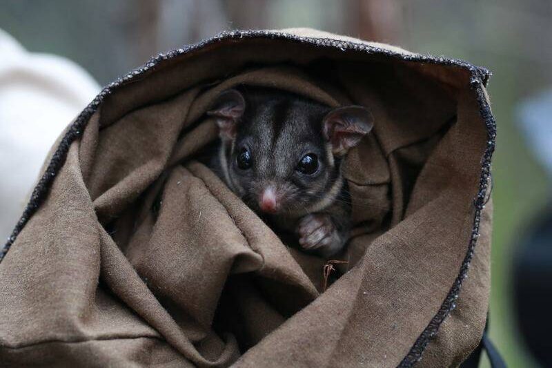 Critically endangered possum found in second state