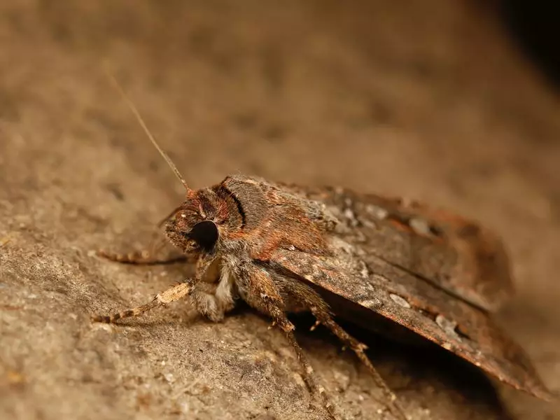 Starry nights light the way for Bogong moth migration