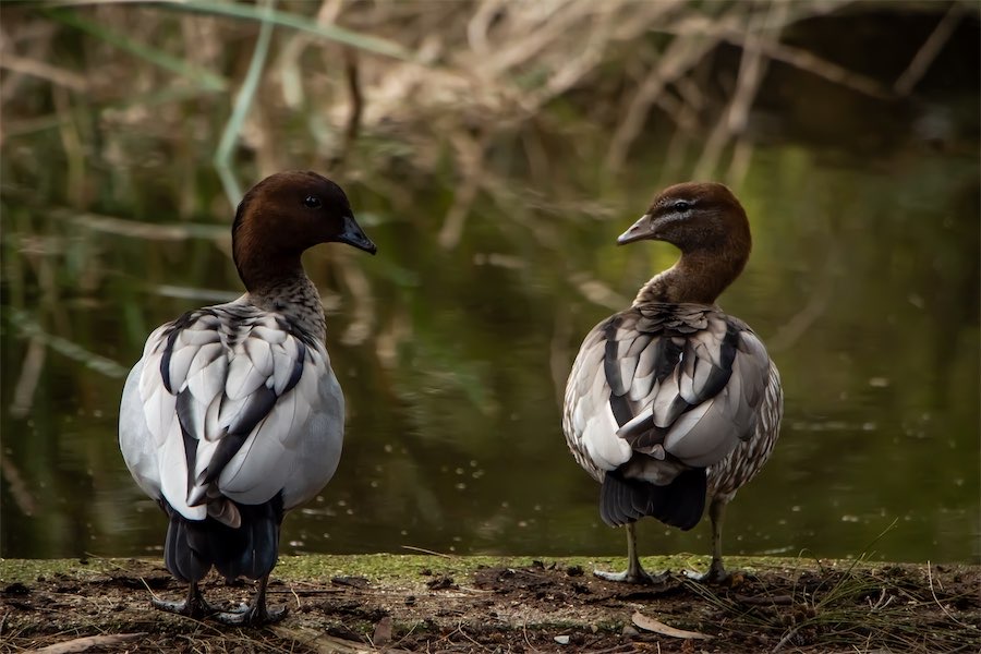 Young snappers vie to capture spirit of gardens
