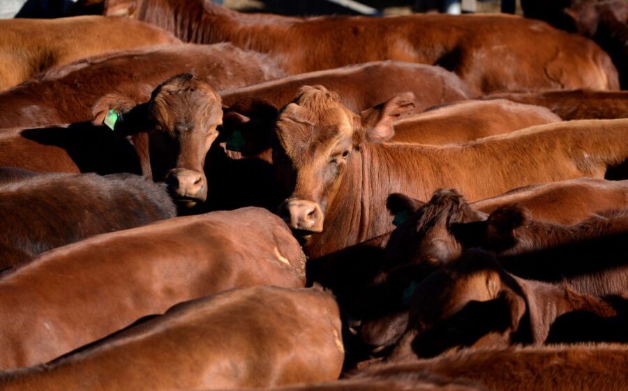 Australia steps up US trade beef as Trump claims win