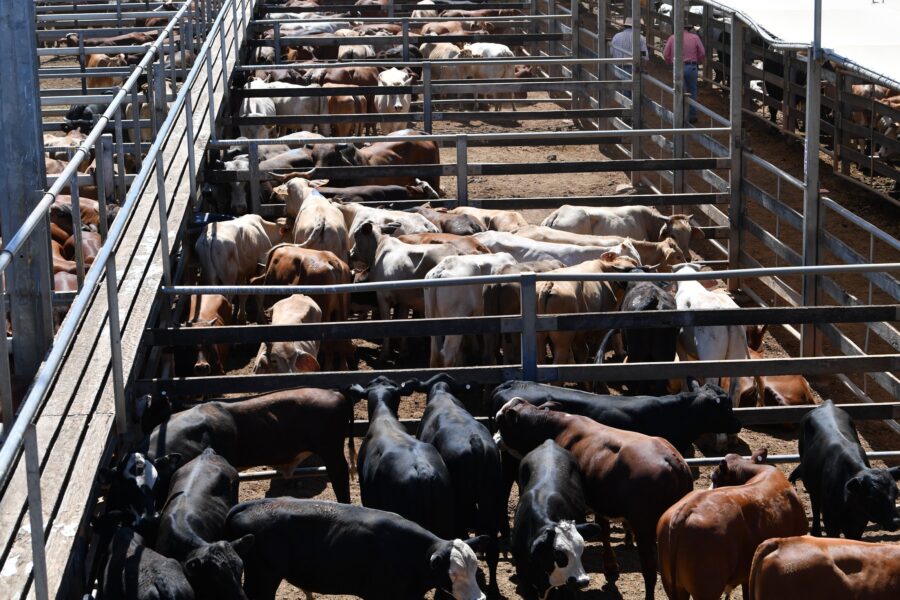 Axing of US beef ban sparks call for independent review