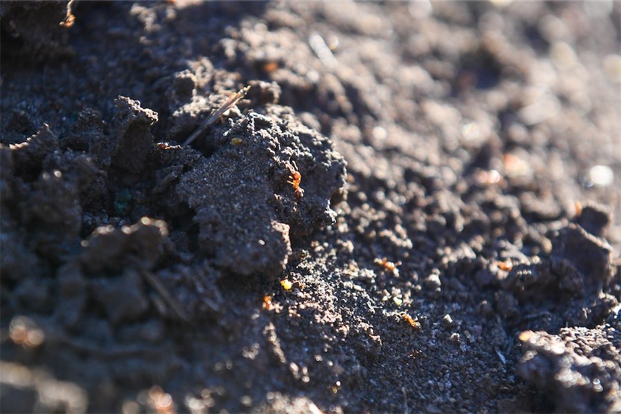 Fire ants in coal mine sound agriculture alarm