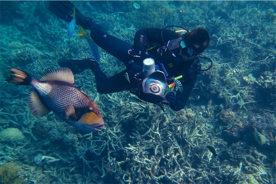 ‘Ecological grief’ a motivator for reef restorers