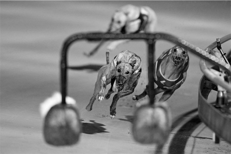 Aussie as meat pies and Holden cars: farewell Dapto Dogs