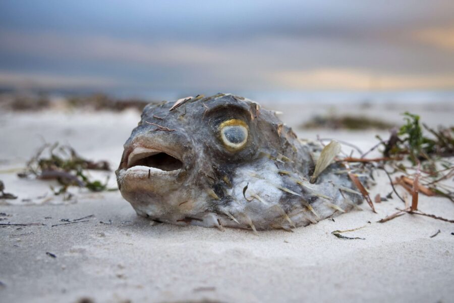 Apology over slow response to algal bloom crisis