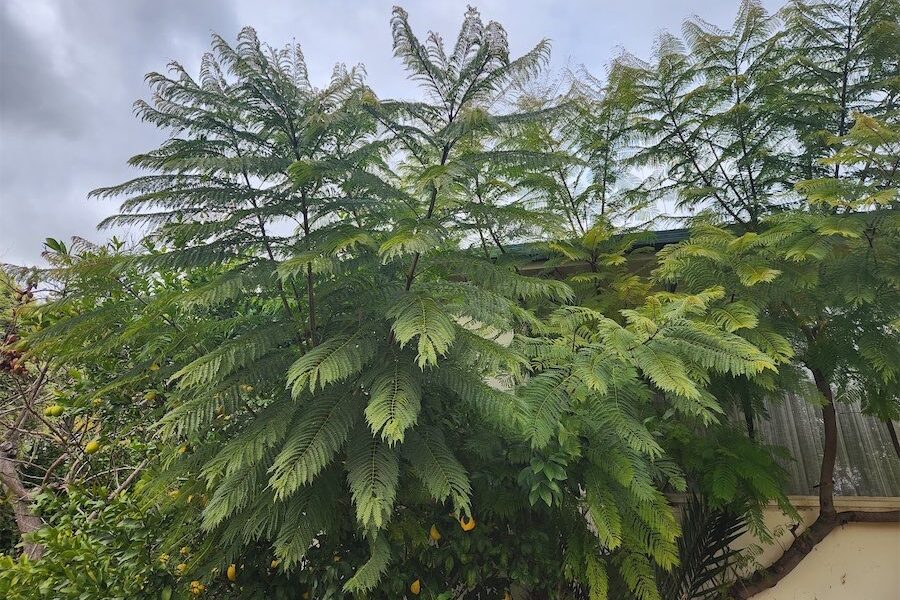 Tricks to growing tropical trees in Canberra