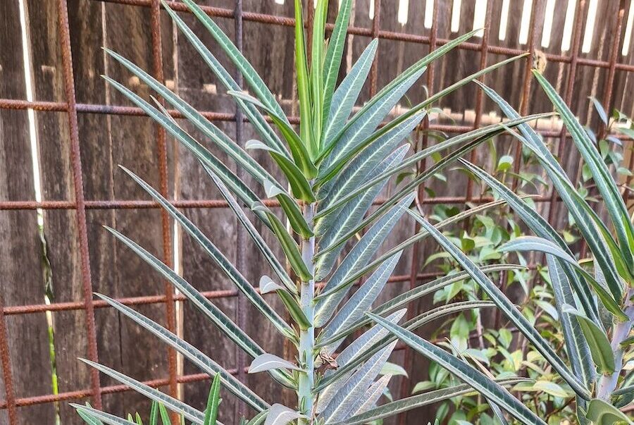 Tough Euphorbias are great to grow 