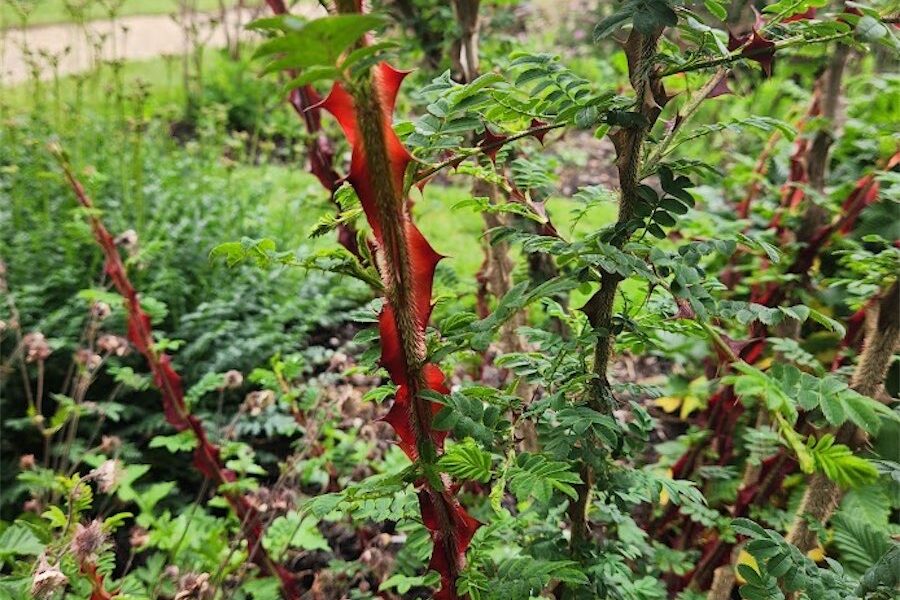 Farewell frosts, it’s time to prune roses 