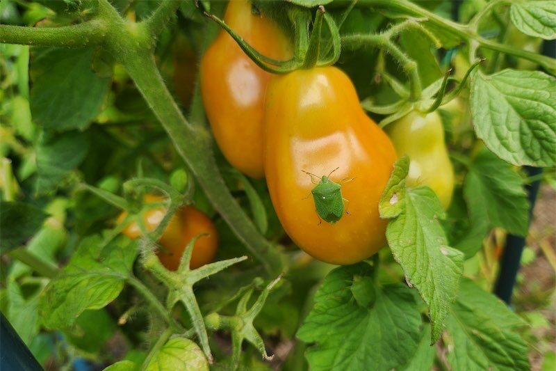 Spray to see off the green vegetable bugs