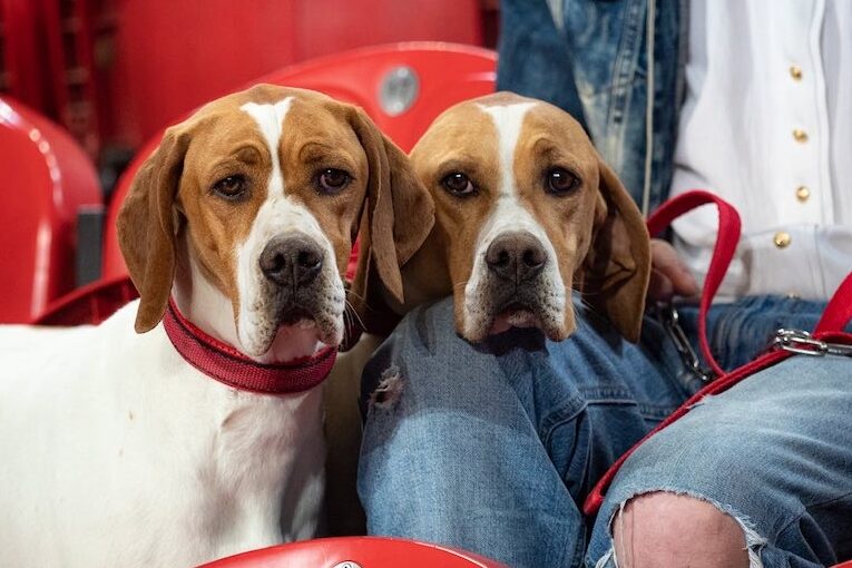 Government goes to the dogs to distract from budget