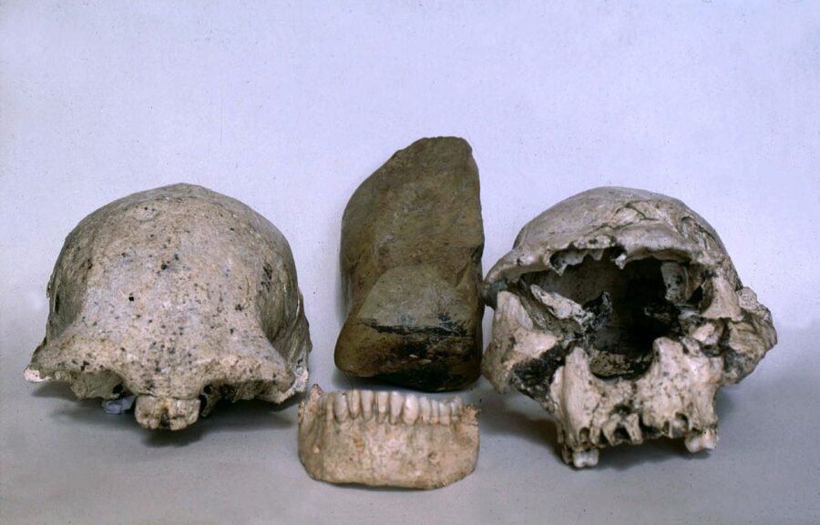 Georgia dig unearths 1.8-million-year-old human jawbone