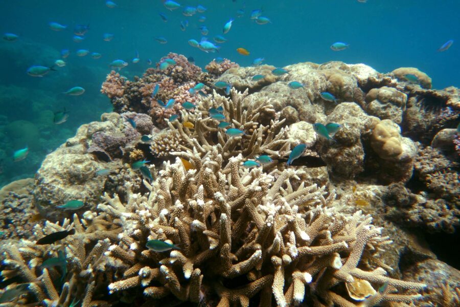 Coral coverage crashes after ‘unheard of’ heat events