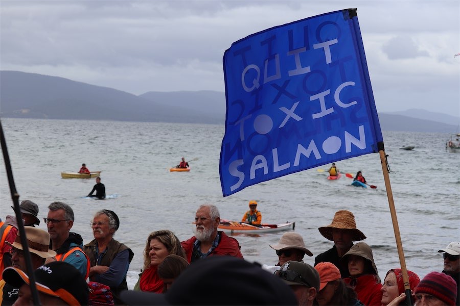 Salmon industry probe ordered amid disease concerns