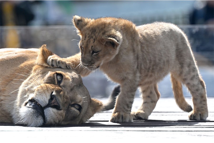 Pride swells as zoo’s lion cub roars into action