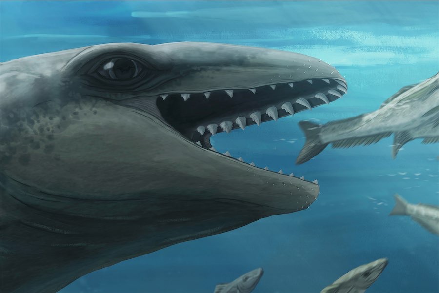 Scientists identify ‘deceptively cute’ ancient whale