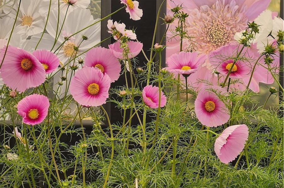 Now’s the time to get those seeds sown