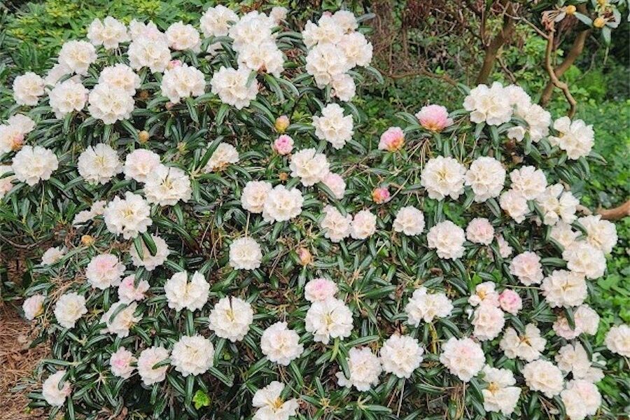 Blooming rhododendrons need little care