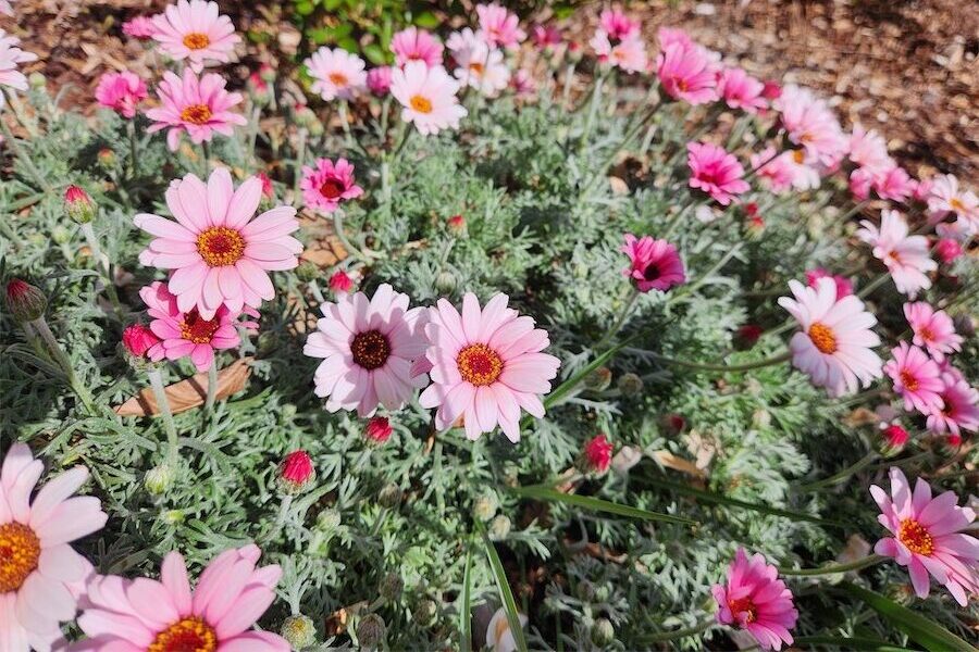 Spring’s here and the garden’s work returns