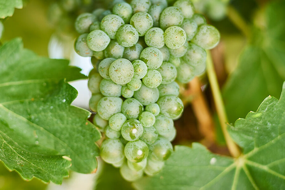 Is the love for affair with Kiwi savvy b cooling?