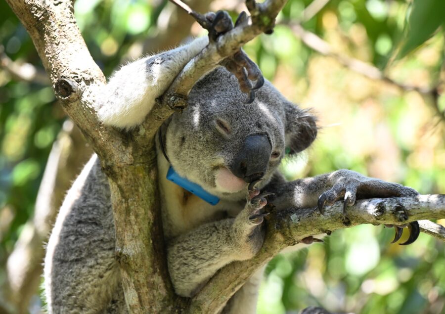 Koala STD vaccine breakthrough offers human blueprint