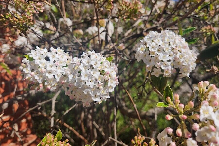 The must-have plant for any garden