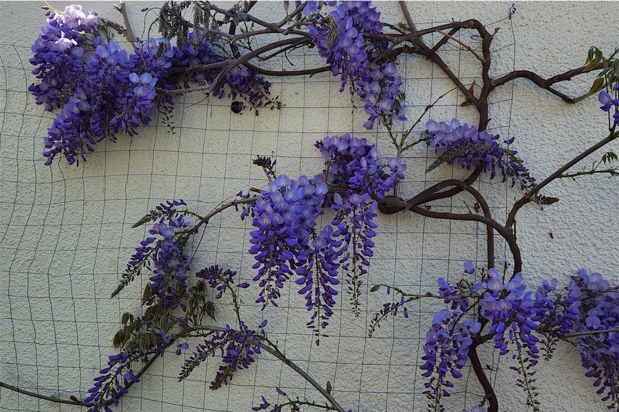 Flowering wisteria heralds the arrival of spring 