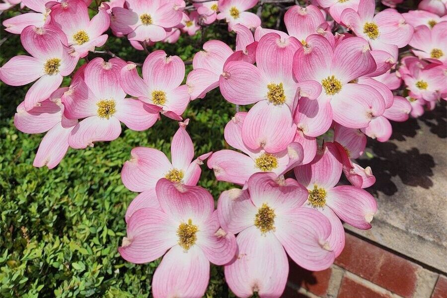 Flowering trees coming into their own