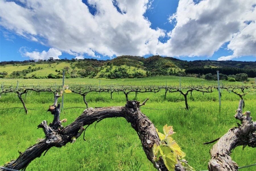 Wines from vines that reach back to the seventies