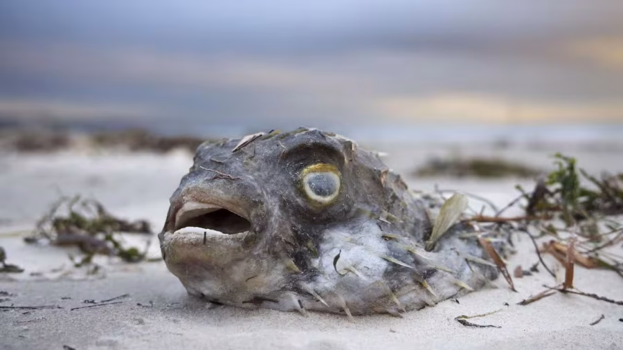 Tipping point: algal bloom’s grim toll revealed