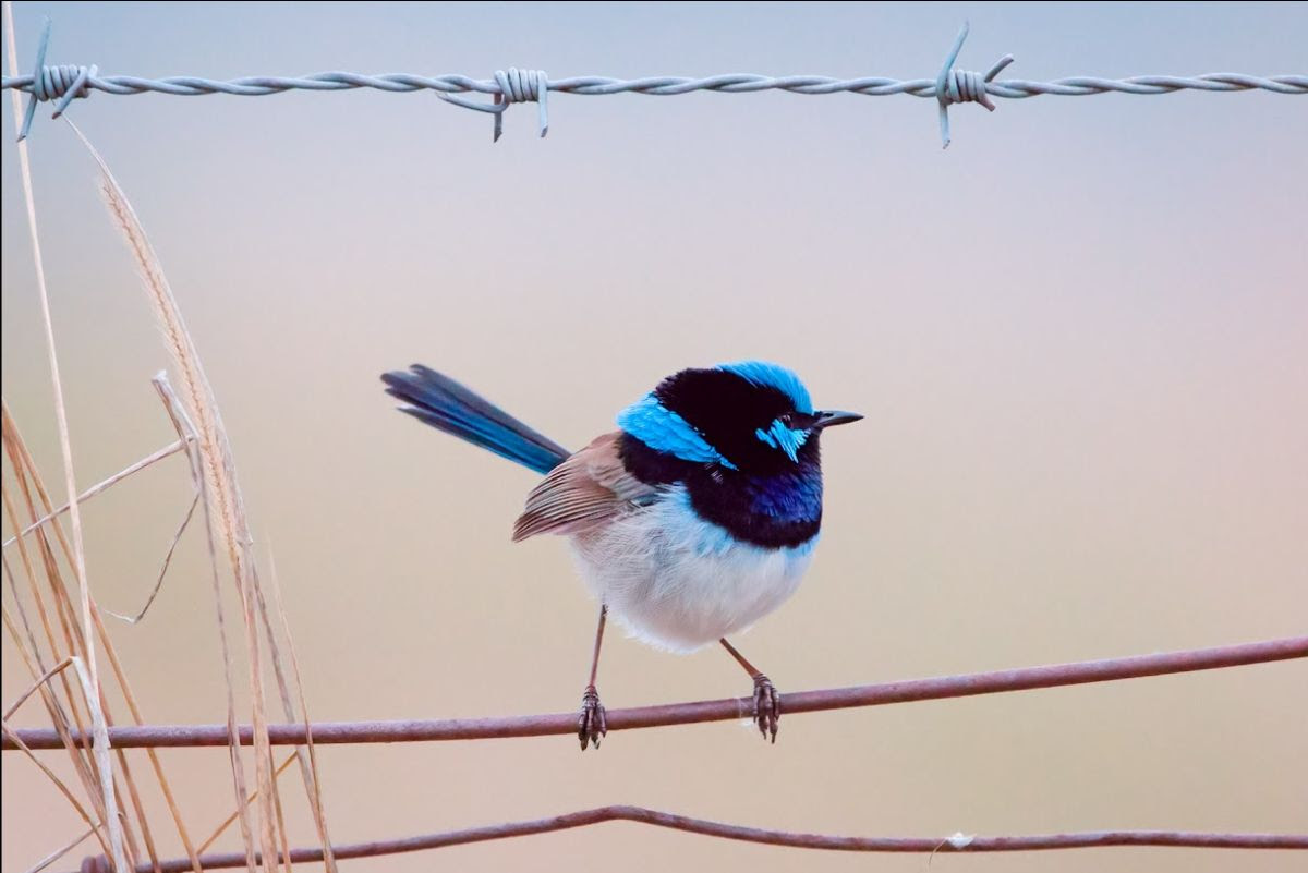 Tough winter takes its toll on fairy-wren numbers