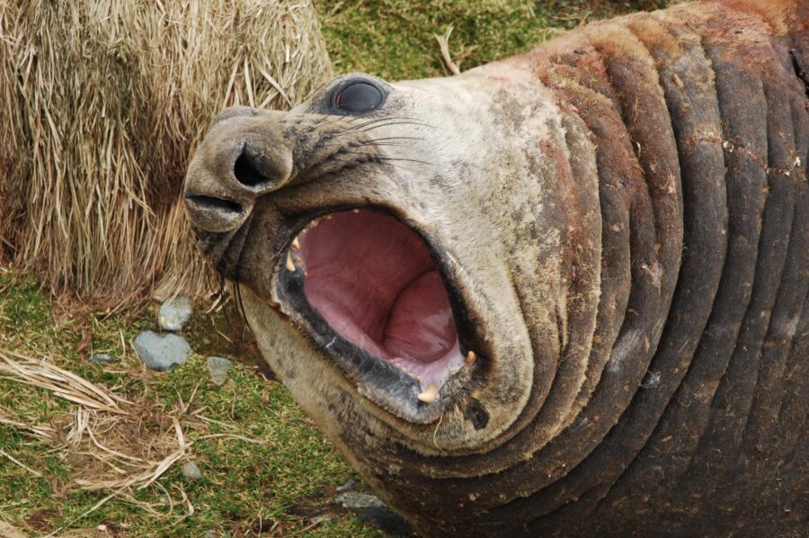 Minister downplays risk of bird flu after seal deaths
