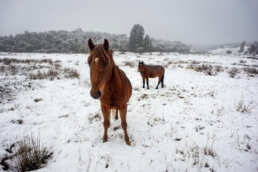 Brumbies’ special protection in alpine park set for axe