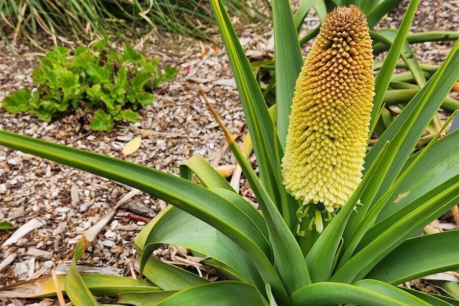 Red hot and ready to flower in a vase or the garden