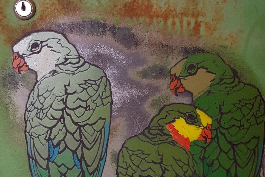 Artists take a curious look at birds