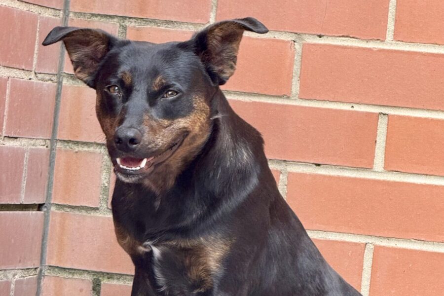 Ray of hope as dog heads to new home in Melbourne