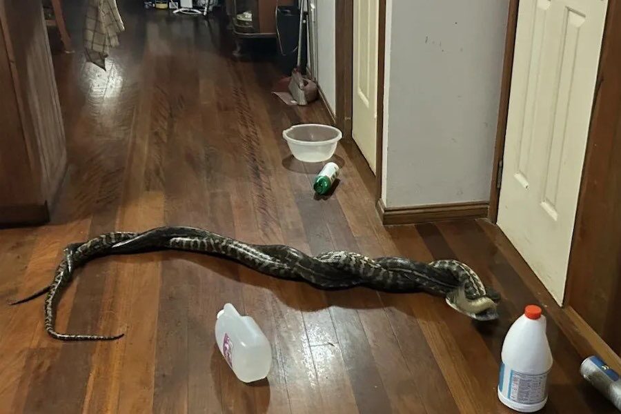 Fighting pythons fall from roof cavity into pantry
